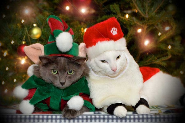 20 новогодних костюмов для кошек и собак, которые заставят вас улыбнуться