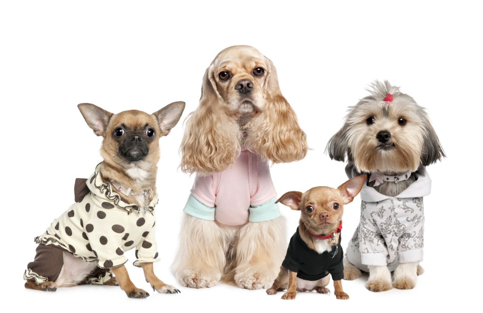 Одежда для собак – лучшая защита для питомца